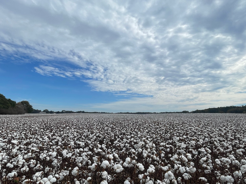 American Cotton: From Farm to Fashion